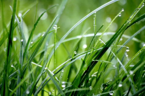 谷雨|春漸遠(yuǎn)，夏將至